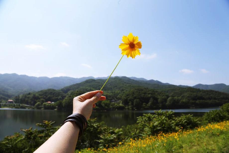 금계국 만개한 천흥저수지 아름다운 풍경 만끽하며 산책