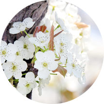 왕지봉 배꽃마을